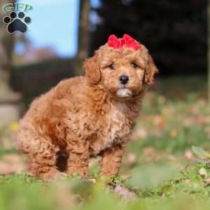 Sweet Potato, Miniature Poodle Puppy